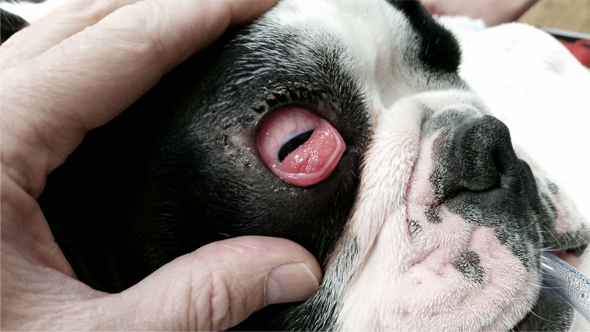 Prolapsed Third Eyelid Dog Surgery, Cherry Eye Surgery
